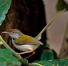 Burung Prenjak Kepala Merah - Common Tailorbird Burung Prenjak Kepala Merah - Common Tailorbird