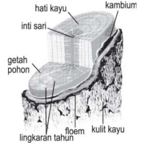 Penampang batang melintang Penampang batang melintang