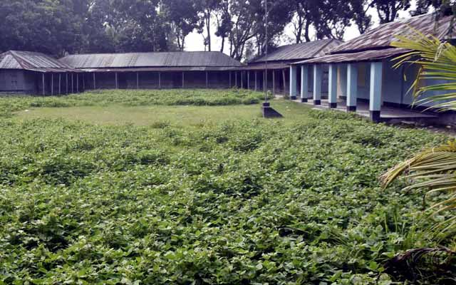 Maschalai cultivates by closing the school playground in Phulchari ফুলছড়িতে বিদ্যালয়ের খেলা মাঠ বন্ধ করে মাসকালাই চাষ