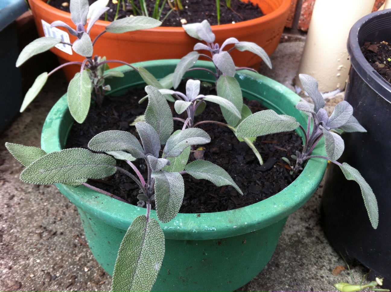 Gina's blog Purple sage cuttings