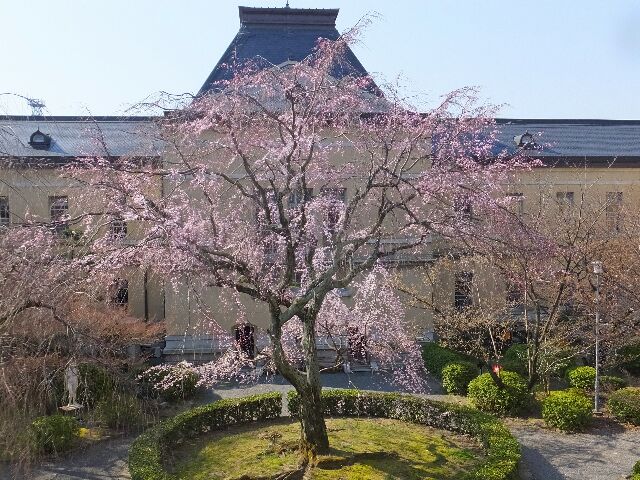 Gottuan S Room 京都府庁 旧本館の桜