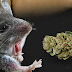 Police Claim That Mice Ate A Whopping Half A Ton Of 'Missing' Weed