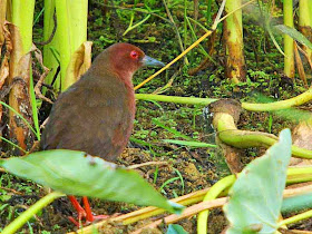 bird, Porzana fusca, red eyes and legs