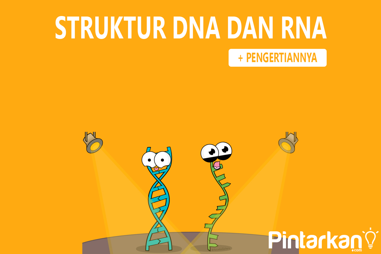 Perbedaan Susunan Kimia Dna Dan Rna DNA Informasi