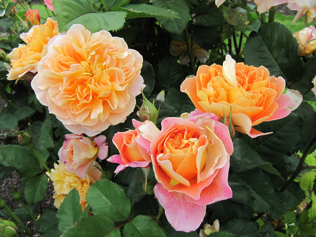 Teresa Kasner: Heirloom Rose Gardens & My Homespun Yarn