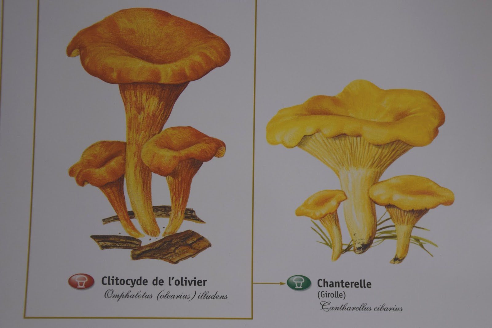 Cormatin, near Taizé & Cluny in South Burgundy Mushroom hunting