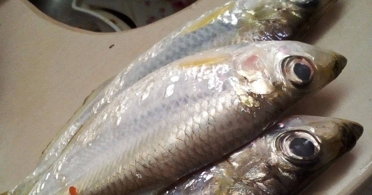 Segalanya Tentang Kehidupan Laut Dan Sungai Ikan Puput Beliak Mata Segalanya Tentang Kehidupan Laut Dan Sungai Ikan Puput Beliak Mata