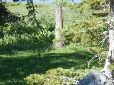 Spring Time in the Alpine in August alpine spring, spiritual nature, nature, hiking