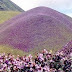 Tamil Nadu Govt. announces scheme for protection of exotic Neela Kurinji plants