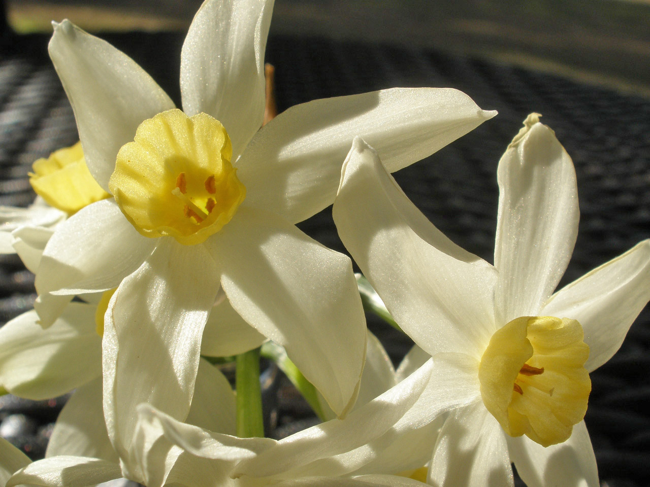 MARIETTE'S BACK TO BASICS {Winter Blooming Fragrant Daffodils!}