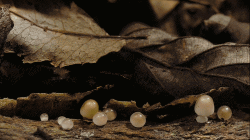 folha++tumb.gif
