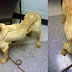 Un facteur trouve un chien dangereux attaché à un arbre et sert une leçon aux maîtres