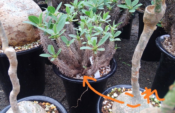 ブログ版!サボテンオークション日本 フィアナランツォアエの変種