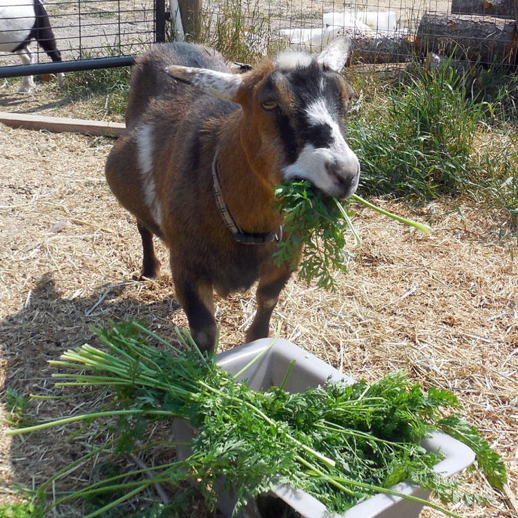 The Maaaaa of Pricilla I Show EveryGoat How to Eat Carrot Greens Like