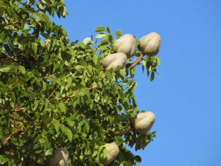 Manfaat Buah Mahoni Manfaat Buah Mahoni