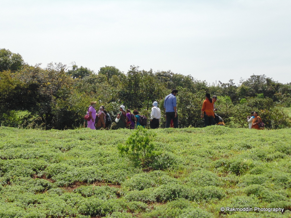 Kas Pathar - Flowers valley in Maharashtra