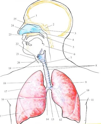 oddechowy-anatomia