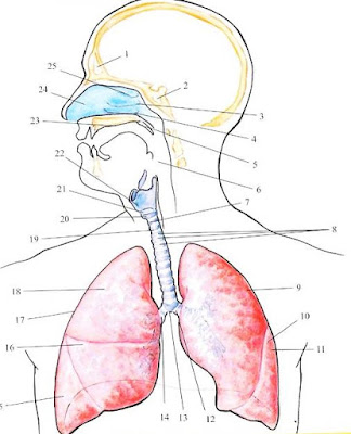 oddechowy-anatomia