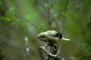 Burung Cendet- Berak Kapur yang Menyerang Burung Cendet dan Cara Penangannannya - Penangkaran Burung Cendet