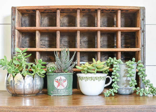 Vintage Inspired Succulent Planters Tips For Proper Care Little House Of Four Creating A Beautiful Home One Thrifty Project At A Time Vintage Inspired Succulent Planters Tips For