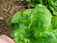 How to Plant, Care & Harvest Lettuce