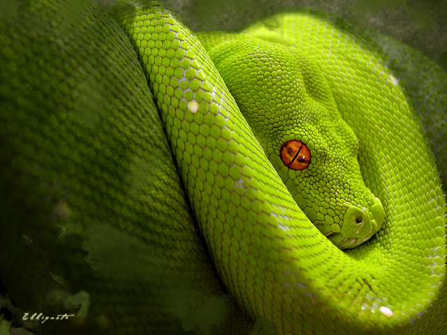 Top 26 Most Wonderful Snake Wallpapers In HD