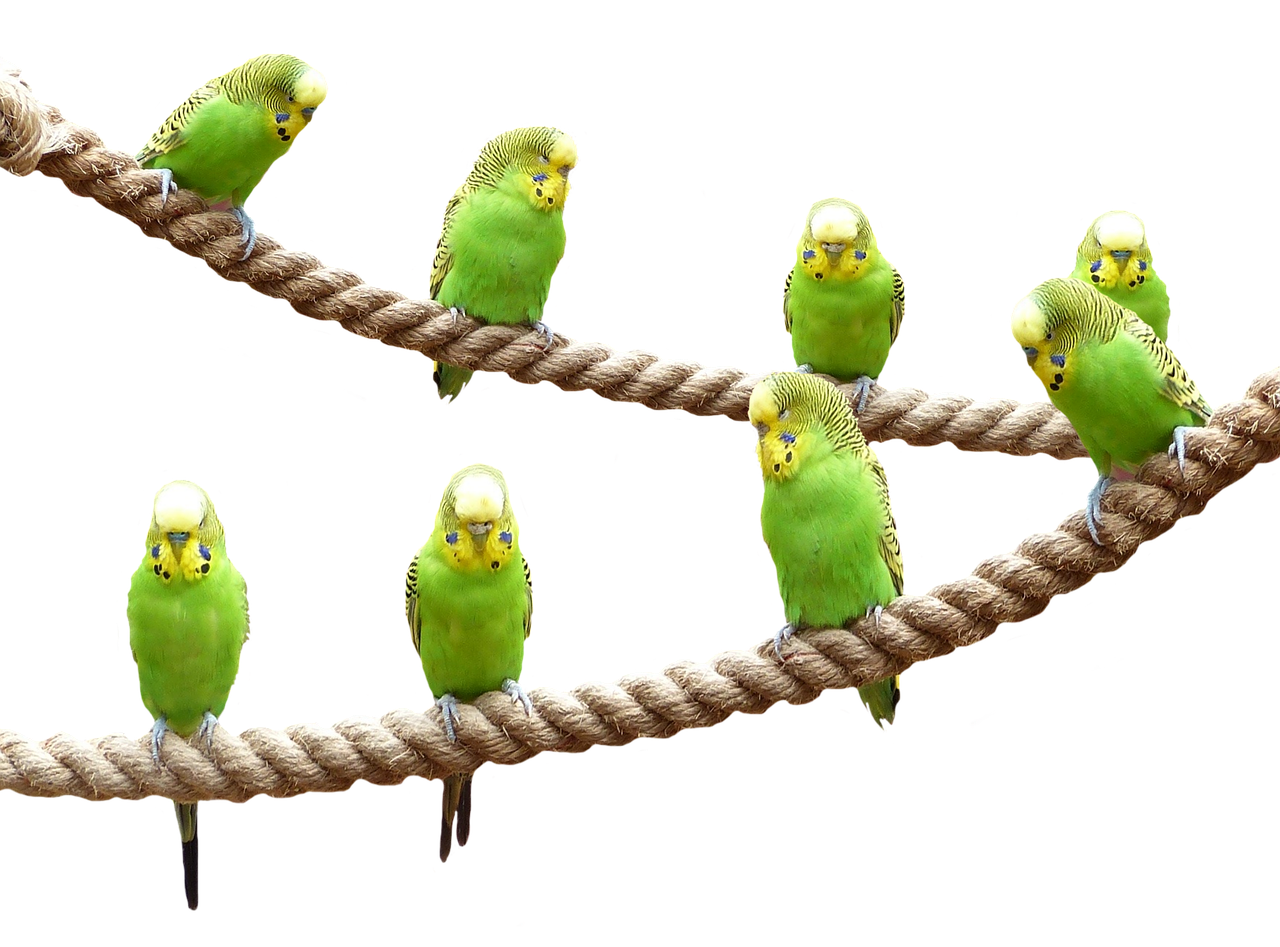 Aves que consumen Alpiste Venta de semillas de Alpiste y alimentos para aves pajaros y pericos que comen en mazatlan cd obrejon y jaulas