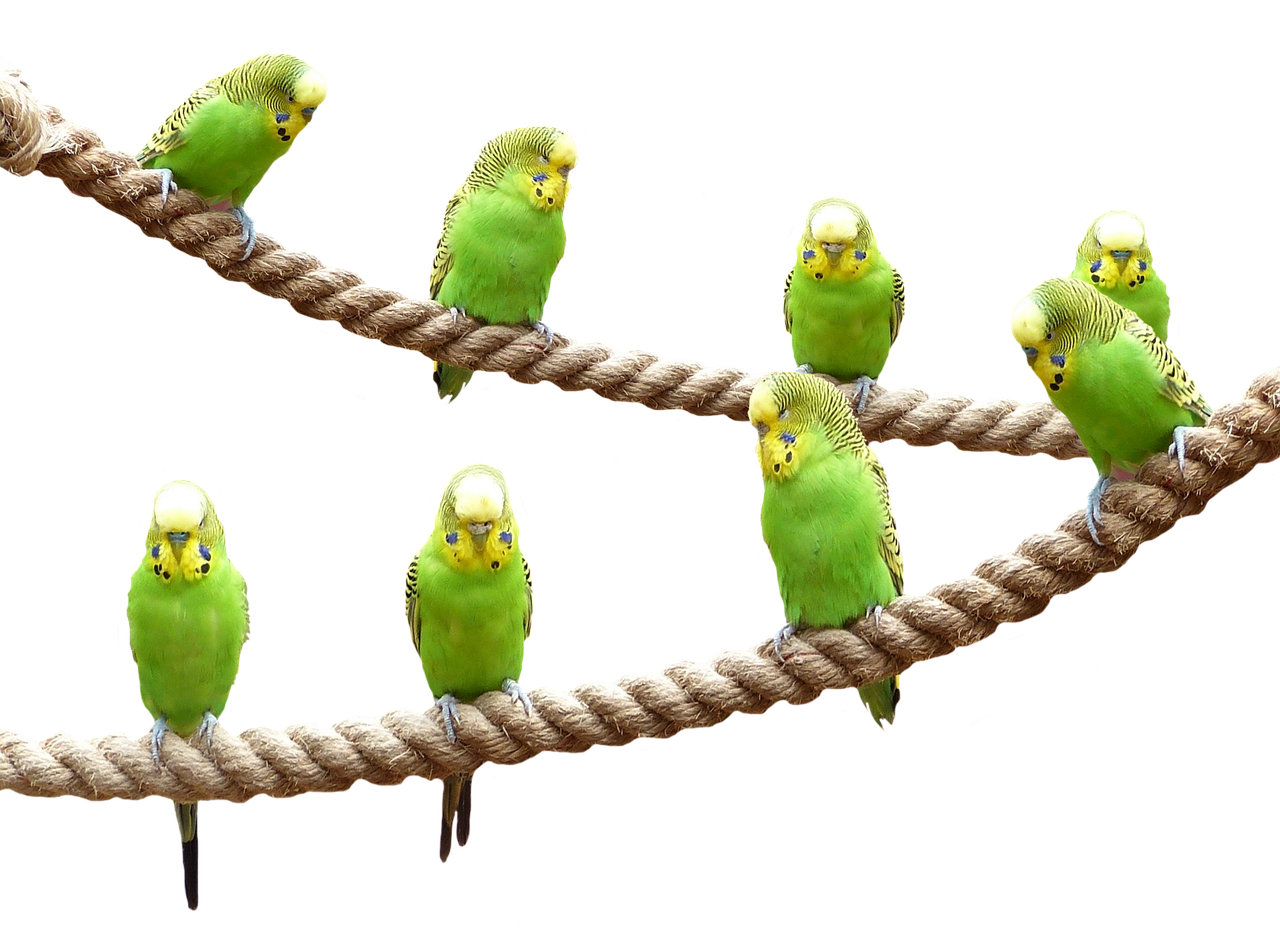 Aves de Color Verde comiendo Alpiste sobre un tronco