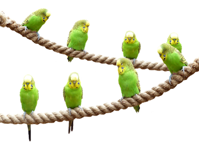 Aves que consumen Alpiste Venta de semillas de Alpiste y alimentos para aves pajaros y pericos que comen en mazatlan cd obrejon y jaulas
