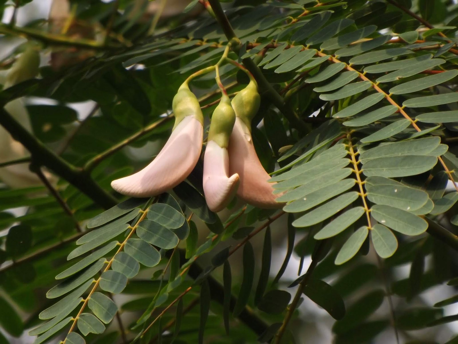 Bokphul or Vegetable hummingbird, Sesbania grandiflora