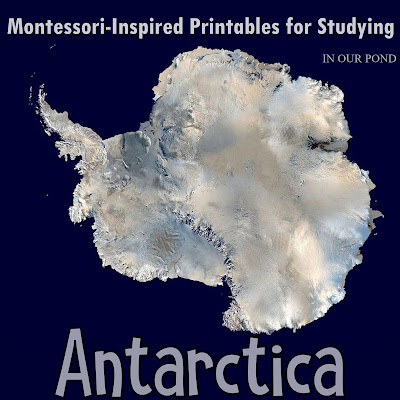 Antarctica 3-Part Cards from In Our Pond #montessori #homeschooling #montessorischool #handson #antarctica #explore #animals