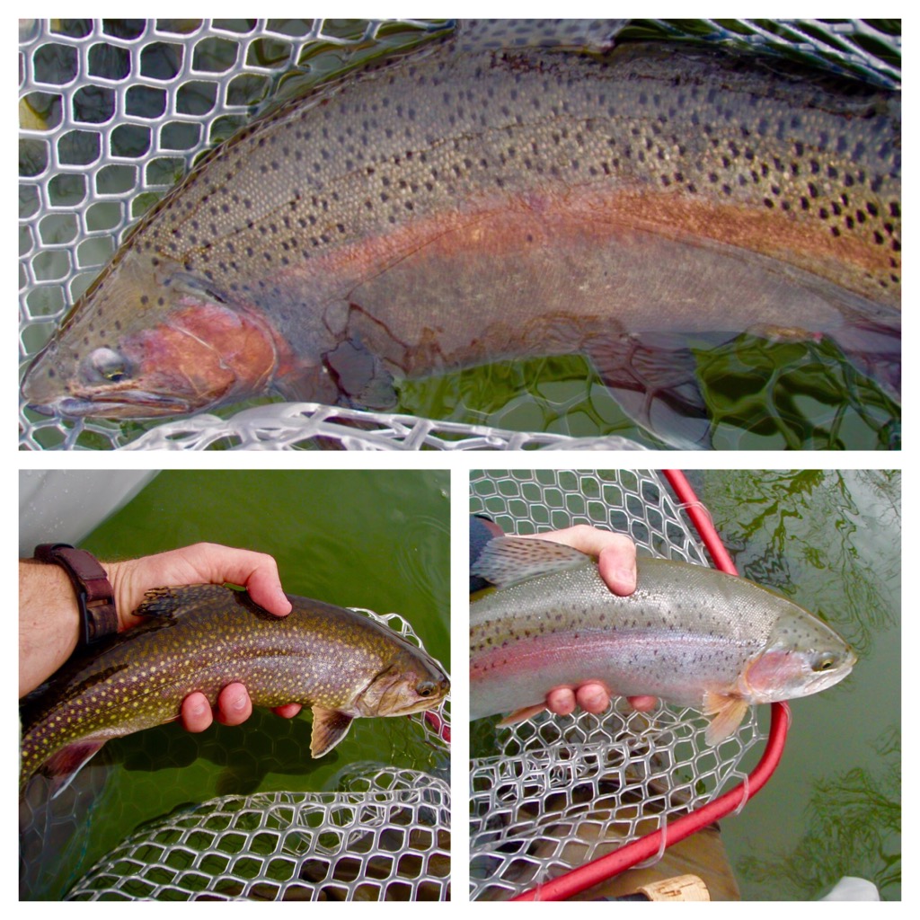 Fly Fish Addiction Colorado Early Spring Trout Fly Fishing is Here!