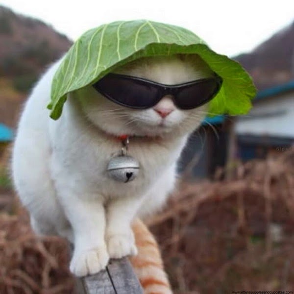 Photo chat drôle qui met des lunettes solaires 