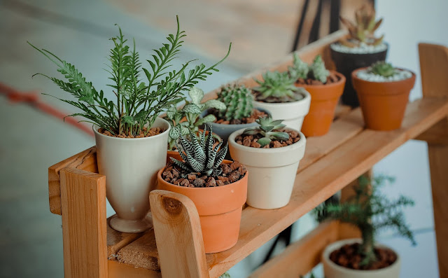 Which plants do scientists say should be in your bedrooms?