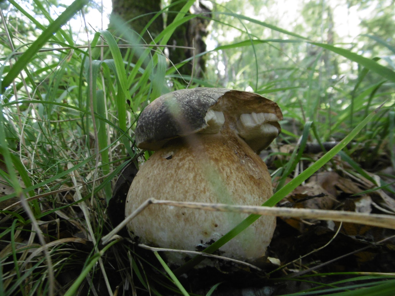 Prevedere l'uscita dei porcini