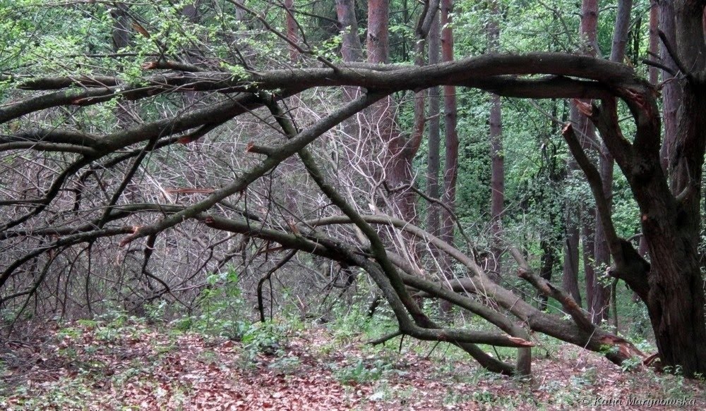 The Broken Tree Broken tree in the forest