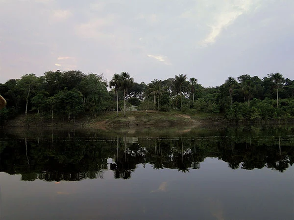 Dia da Amazônia: conheça a floresta