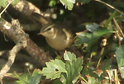 Dusky Warbler