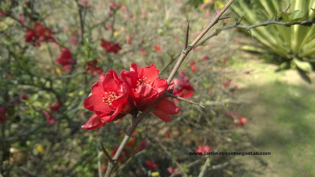 Membrillero Japonés (Chaenomeles japonica)