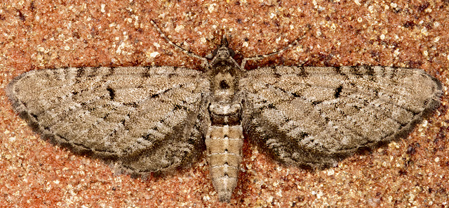 Freyer's Pug, Eupithecia intricata subsp. arceuthata. Luxford Lane, Crowborough, 2 June 2017. Freyer's Pug, Eupithecia intricata subsp. arceuthata. Luxford Lane, Crowborough, 2 June 2017.