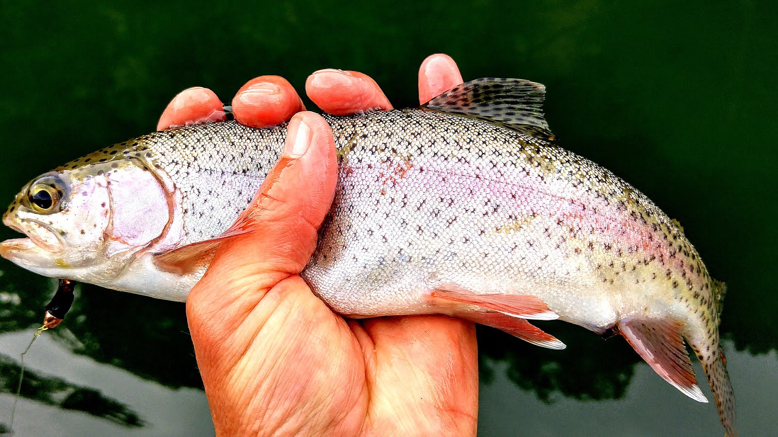 Cumberland River Trout Fishing Report Fish Choices