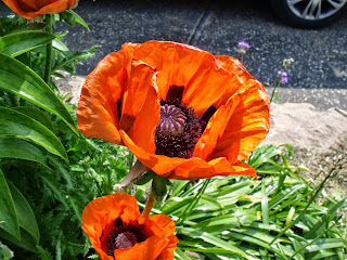 Staudenmohn Staudenmohn (c) Joachim Wenk