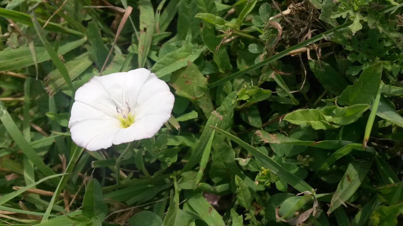 Nature Photography and Facts Field Bindweed