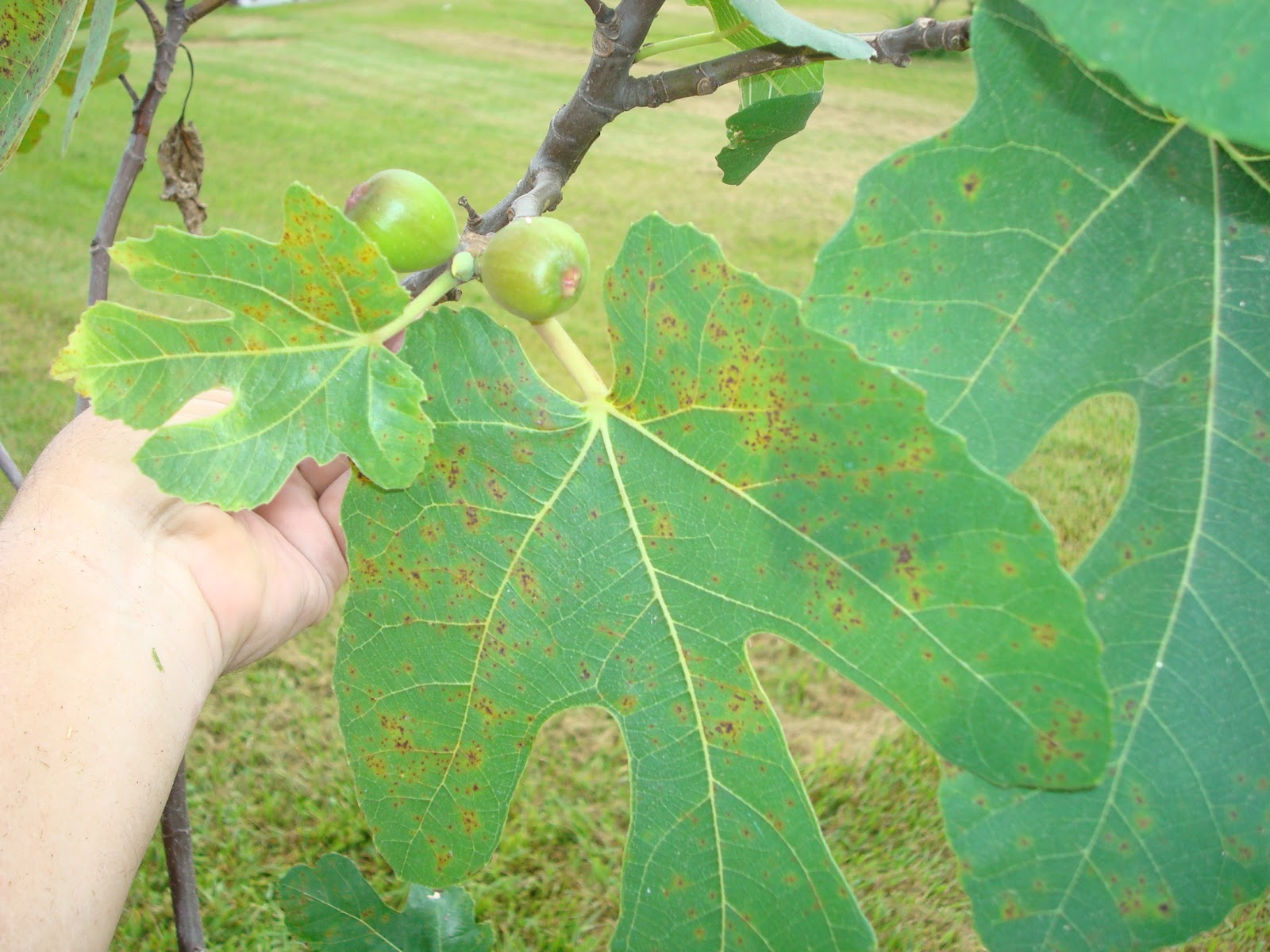 Dan's Cajun Figs The "Italian Black Fig".......another Louisiana
