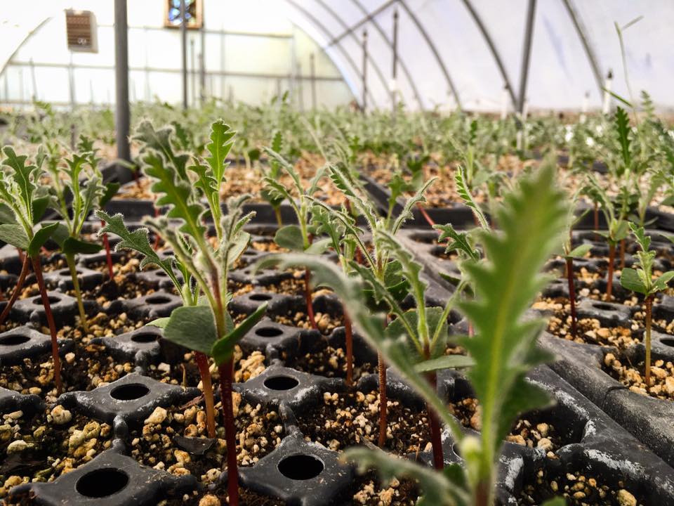 A Passion for Flowers New on the Farm Protea Seeds