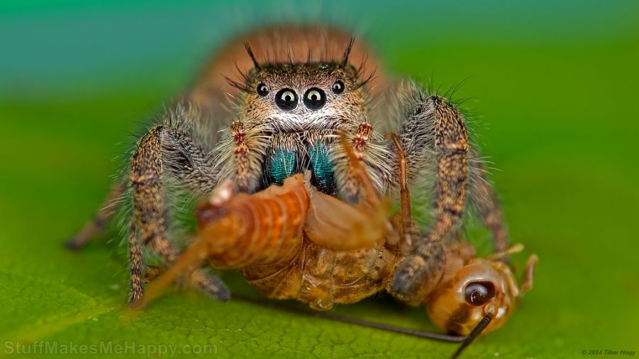 A jumping spider eating a cricket