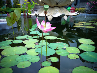 Garden Pond With Natural Lotus Flower Plants In The Yard Of Buddhist Monastery In Bali Indonesia