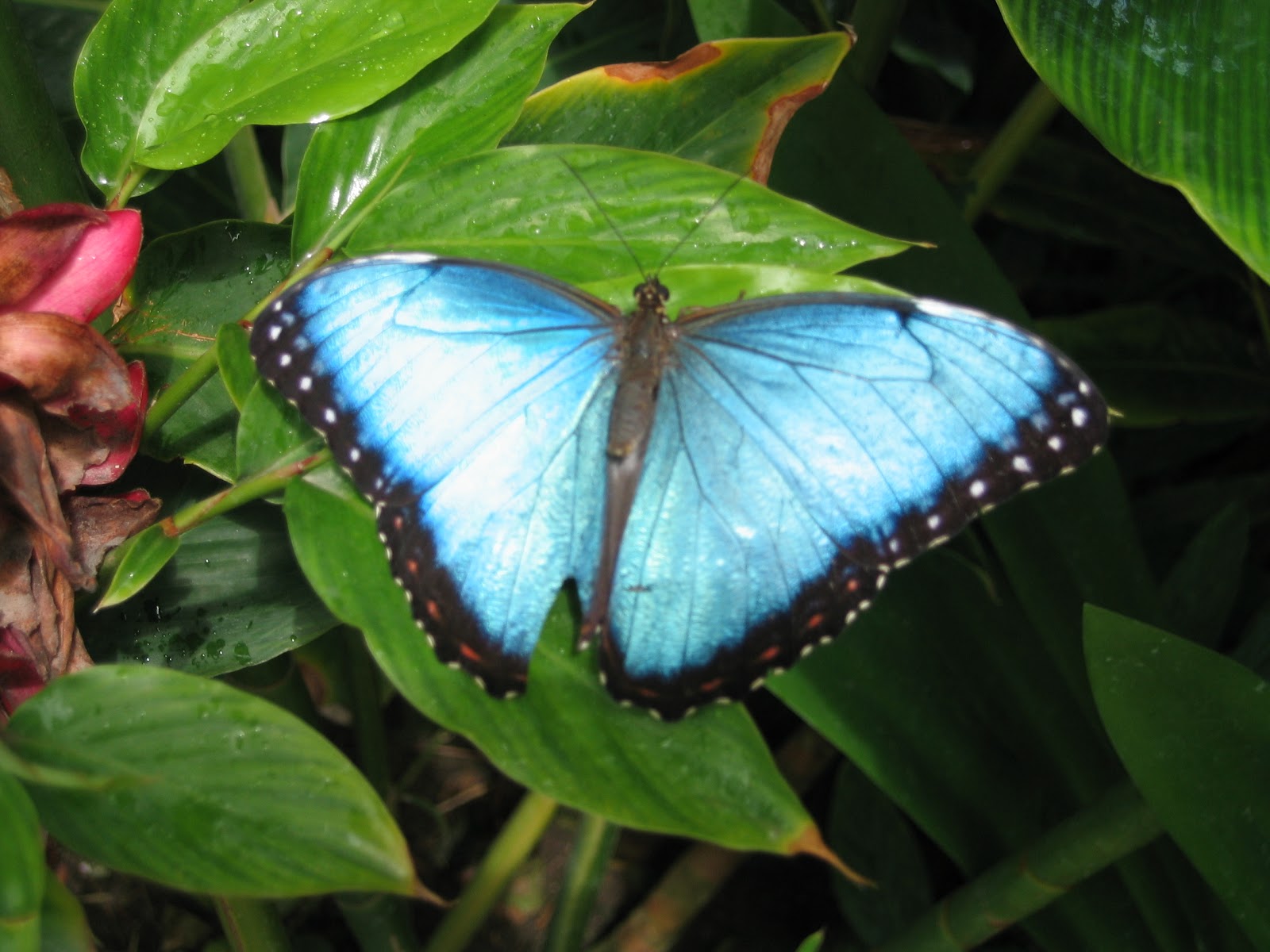 Gambar kupu kupu  Indonesiadalamtulisan  Terbaru 2014