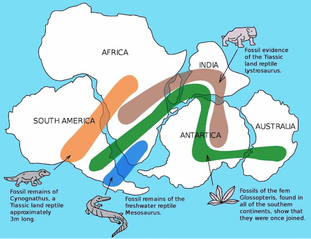 Facts About Pangaea the Most Recent Supercontinent