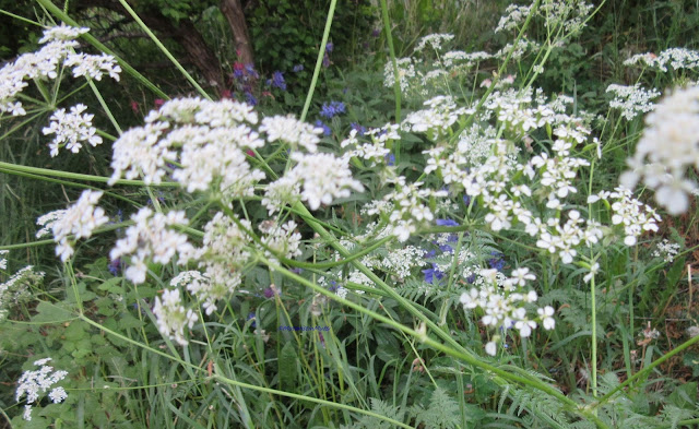 Koiranputki - Anthriscus sylvestris - Cow Parsley Wild Chervil, Woodland beak Chervil